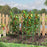 3 Pack 60 inch Adjustable Tall Plant Support Trellis for Climbing Plants
