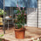 3 Pack 60 inch Adjustable Tall Plant Support Trellis for Climbing Plants