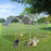 9.5 x 12.5 Feet Large Walk In Chicken Coop Run House