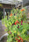Garden Tower 2™, 50-Plant Composting Vertical Garden Planter (Dropship)