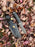 Darkwood Sentinel TK-211