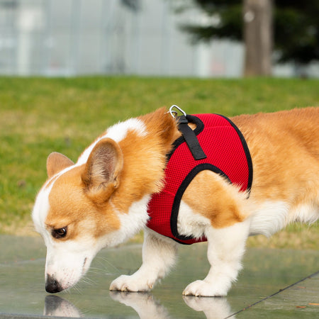 Mr. Peanut's PupTrek Soft Mesh Pet Harness with Matching Leash – Adjustable, Breathable, Choke-Free