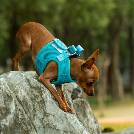 Mr. Peanut's PupTrek Soft Mesh Pet Harness with Matching Leash – Adjustable, Breathable, Choke-Free