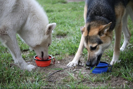 Mr. Peanut's Collapsible Silicone Pet Travel Bowls - 12oz
