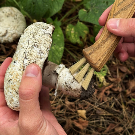 Forged Mushroom Knife with Brush, 6.5 cm (2.56 inches)