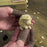 Hedgehog Carving Kit - Complete Starter Whittling Kit for Beginners, Adults, Teens, and Kids