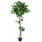 5.5 Feet Artificial Ficus Silk Tree with Wood Trunks