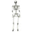 5.4 Feet Halloween Skeleton Life Size Realistic Full Body Hanging